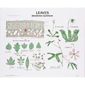 Denoyer-Geppert Charts/Posters, Leaves Chart Mounted 1903-10